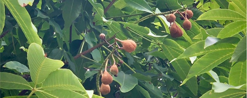 婆罗树与七叶树的不同