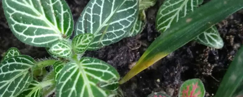 网纹草冬天怎么养殖