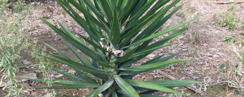 凤尾兰冬天怎么养殖