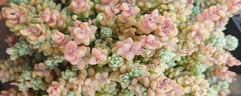 姬星美人烂根怎么办