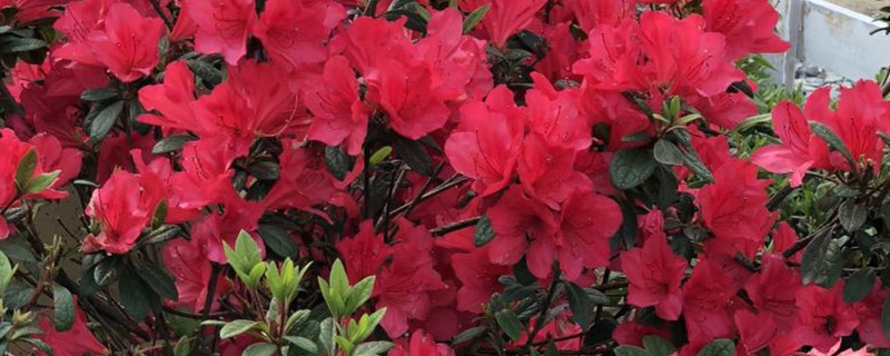 杜鹃的主要病虫害及其防治方法