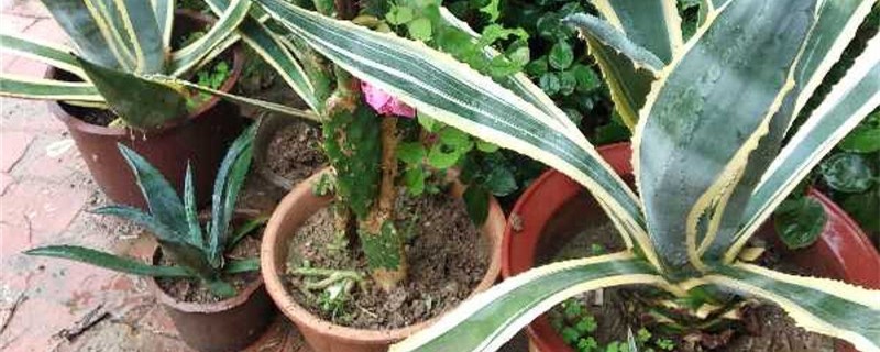 龙舌兰的主要病虫害及其防治方法