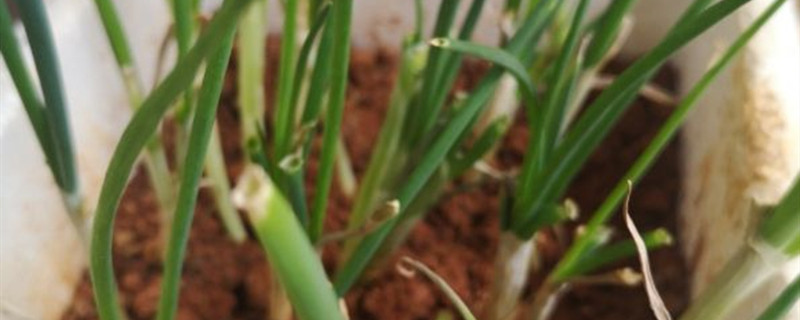为什么盆栽葱总是烂根