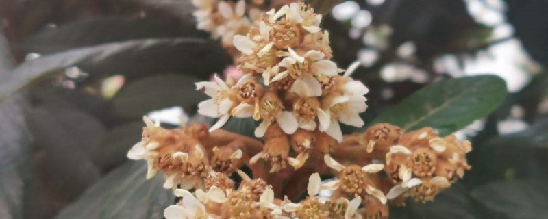 枇杷花有毒性吗