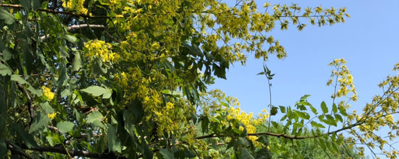 大树营养液吊瓶怎么打