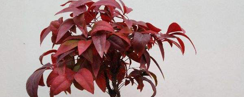 南天竹移栽的最佳时间