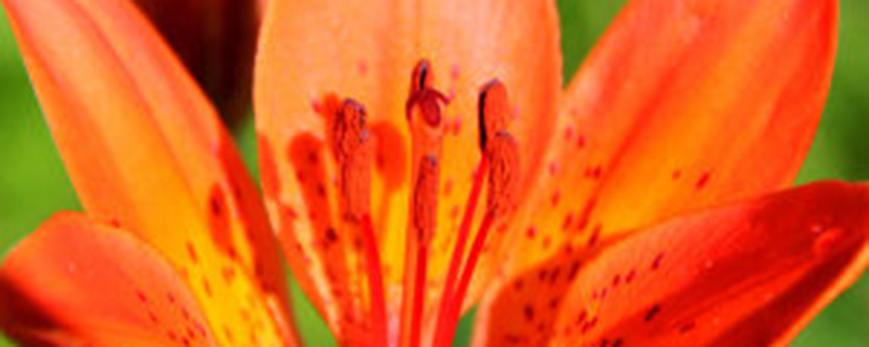 客厅插几支百合为宜