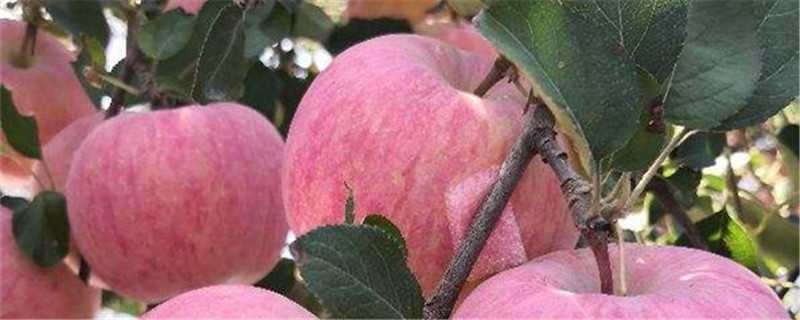 水果苹果的外形特点