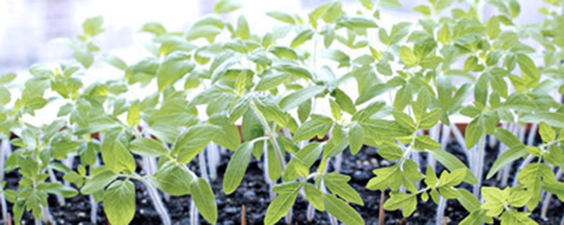 播种插秧耕田先后顺序