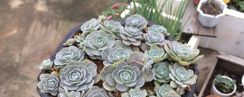 子持莲华怎么繁殖