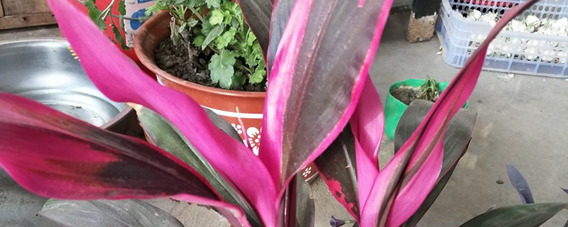 无根红叶朱蕉怎么水养