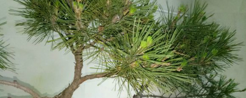 山松几月份可以挖