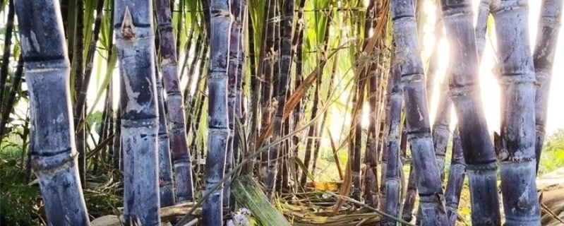 甘蔗哪头甜