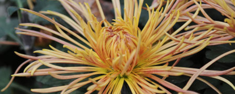 菊花能放客厅里吗