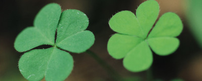 三叶心形草是什么