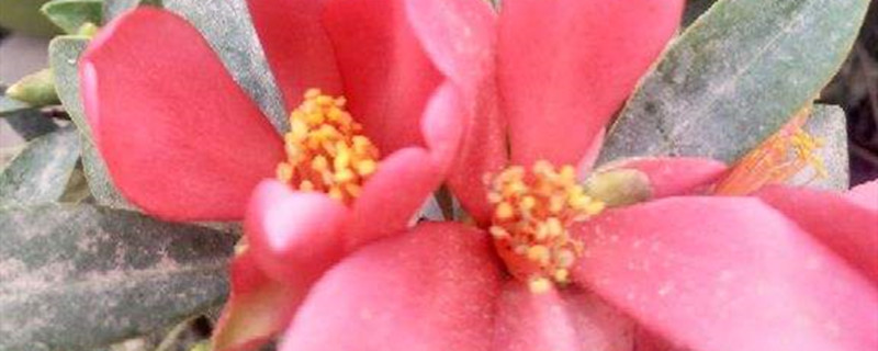 茶梅冬天怕冻吗