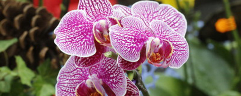 拔苗助长为什么都枯死了