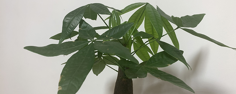 发财树有没有生命