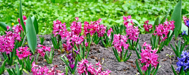 风信子的花有没有毒