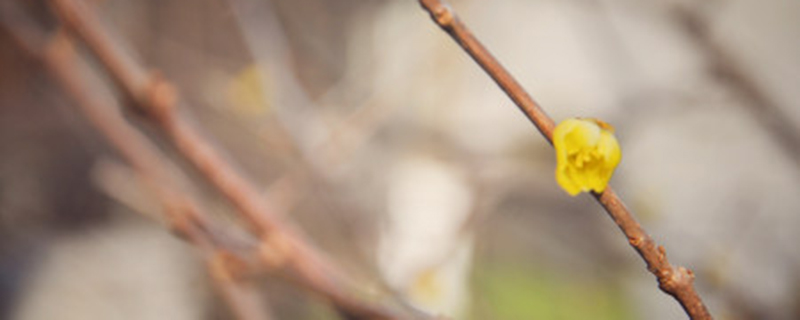 迎春花有没有香气