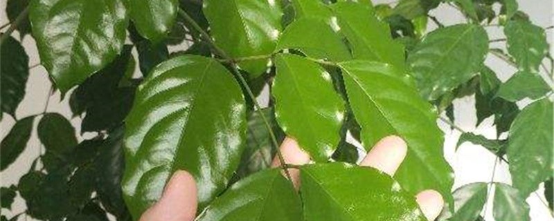 幸福树有没有净化空气的作用