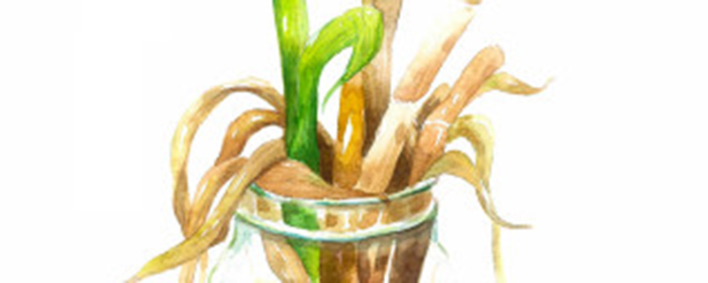 冬天富贵竹怎么养法