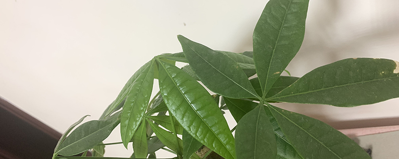 冬天发财树叶子发黄怎么回事