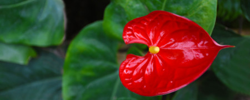 花冻了如何恢复