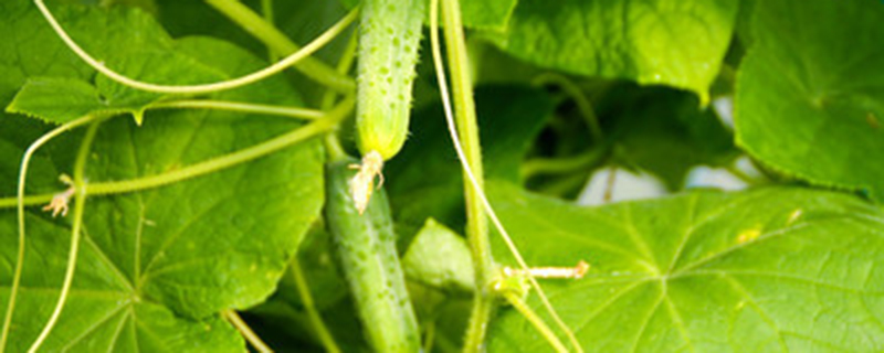 黄瓜叶子向下耷拉是什么原因