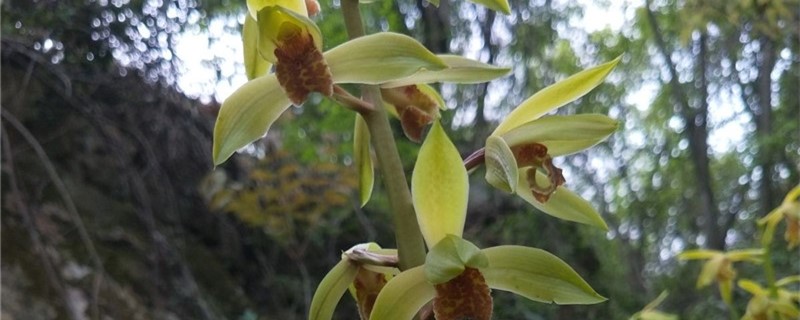 去医院看病人送什么花，看病人送鲜花