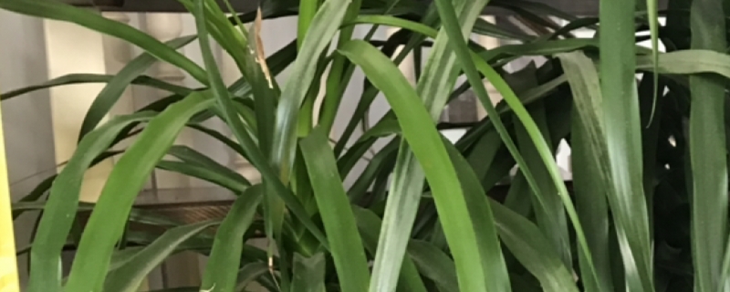 龙血树什么时间开花，开花好吗