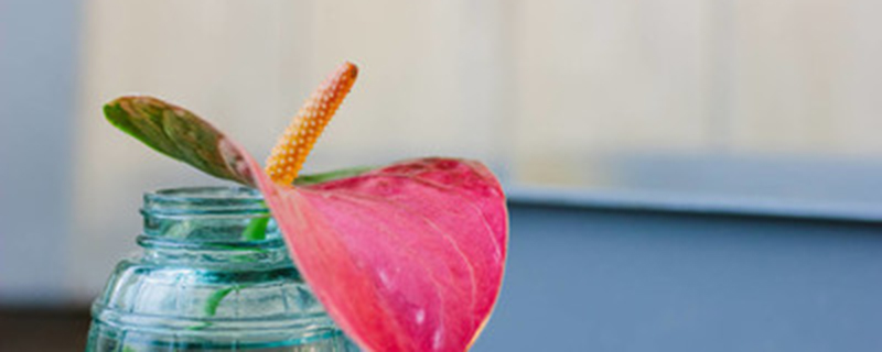 红掌黄叶了怎么回事，叶子发黄什么原因