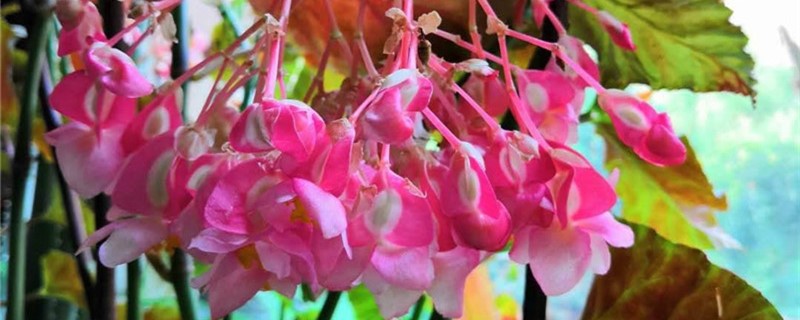 竹节海棠浇水频率