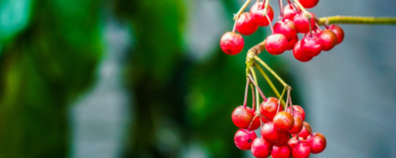 朱砂根浇水频率