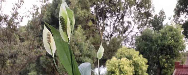 白掌施肥方法，用什么肥好