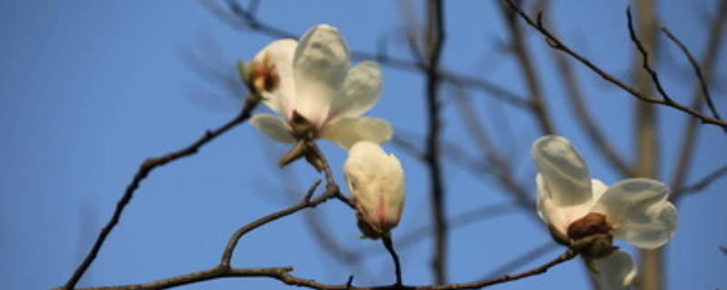 白玉兰夏天怎么养护