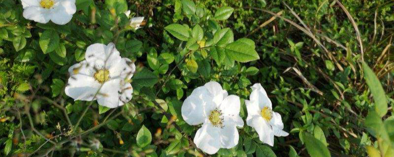 金樱子的花有什么作用，泡水喝的功效