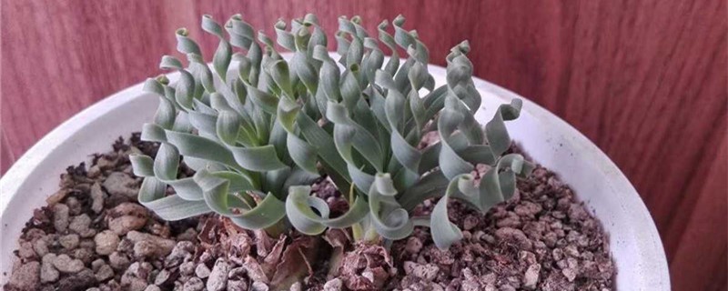 弹簧草夏天怎么养