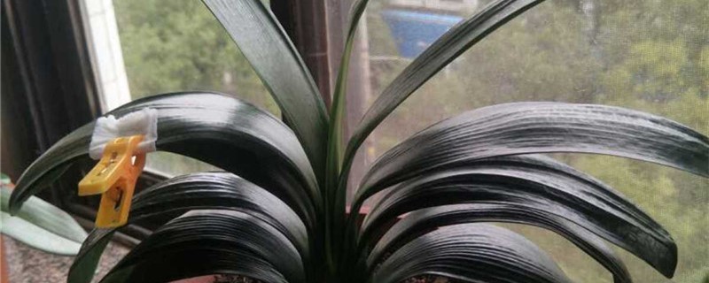 君子兰不开花是什么原因，不开花怎么办