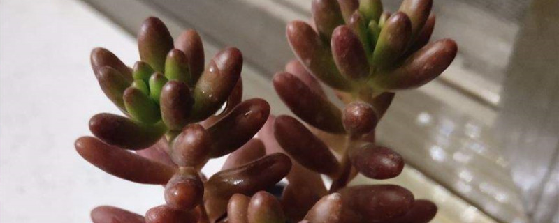 虹之玉有种子吗