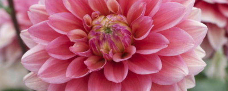 大丽花烂根了补救方法，根烂了怎么办