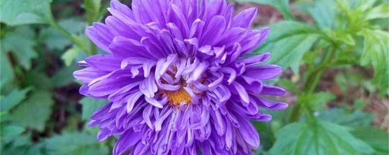 翠菊的种植方法和注意事项