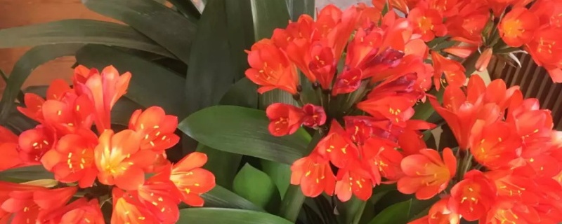 君子兰怎么换盆换土，什么时候换盆换土