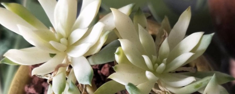 蓝色天使多肉怎么养，徒长怎么办