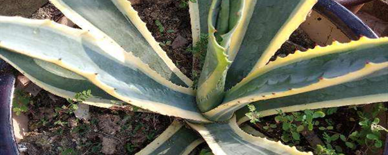 龙舌兰叶子卷是怎么回事，叶子卷怎么办