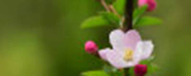 复色海棠和东洋锦一样吗