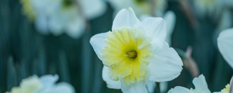 水仙花怎么快速开花