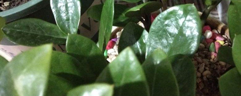 金钱树的根部烂了怎么处理，为什么烂根