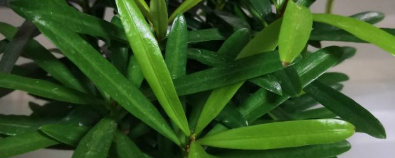 罗汉松用什么土最好，怎么栽种