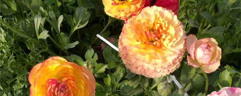 花毛茛倒伏怎么回事，倒伏怎么办